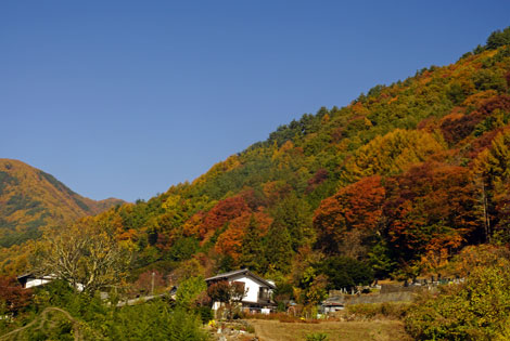 秋の山辺.jpg